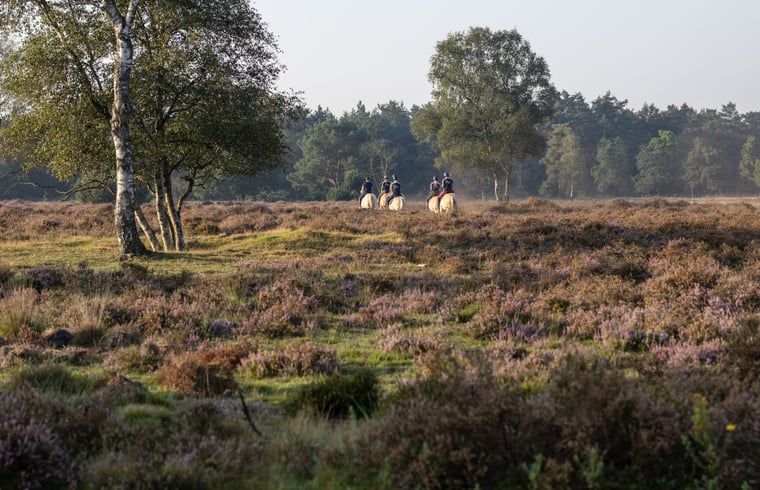 Paardrijden door de heide bij Vakantiehuis in Voorthuizen, Veluwe. Actieve ontspanning in Gelderland.