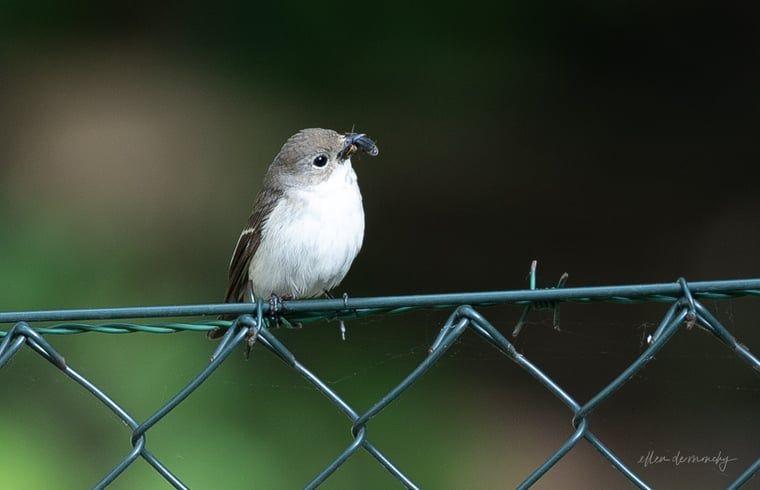 Vogel op hek bij Vakantiehuis in Voorthuizen, Veluwe. Vogels spotten in de natuur van Gelderland.