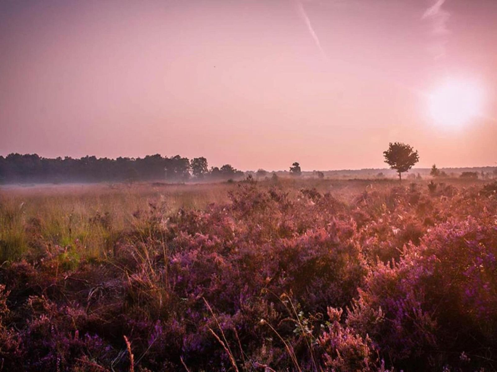 Verblijf 3222211 - Vakantiewoning Veluwe - Dwergarend 17-18