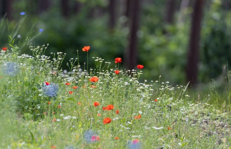 Unterkunft 322222 - Ferienhaus Veluwe - Vakantiehuisje in Voorthuizen