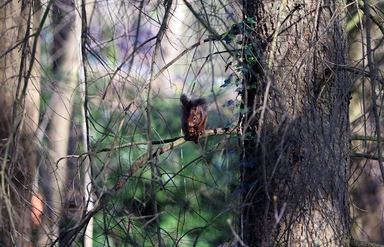 Unterkunft 322222 - Ferienhaus Veluwe - Vakantiehuisje in Voorthuizen