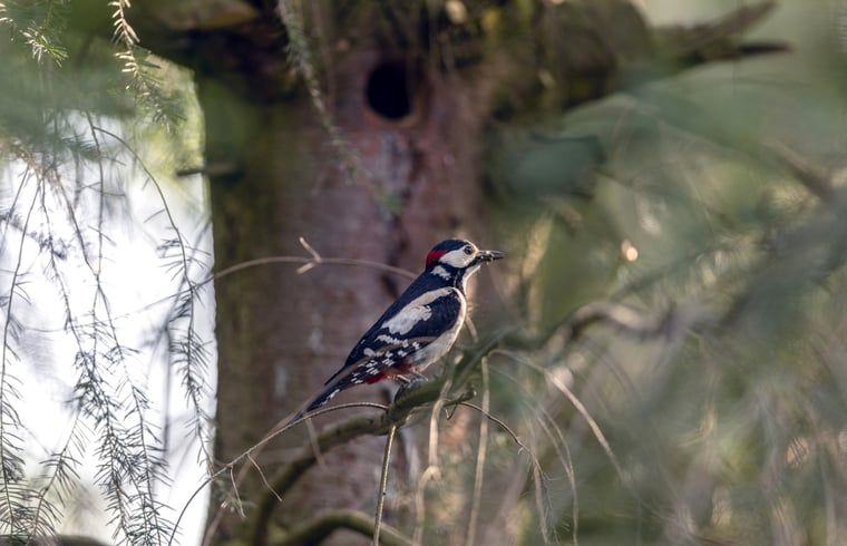 Unterkunft 322222 - Ferienhaus Veluwe - Vakantiehuisje in Voorthuizen