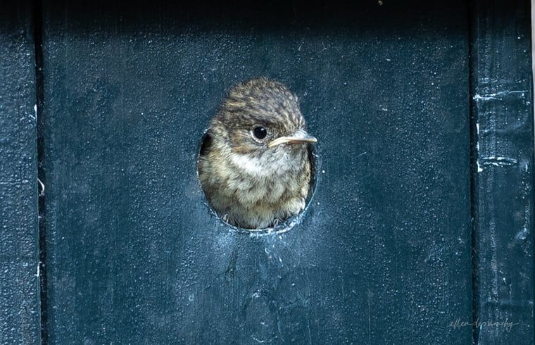 Unterkunft 322222 - Ferienhaus Veluwe - Vakantiehuisje in Voorthuizen