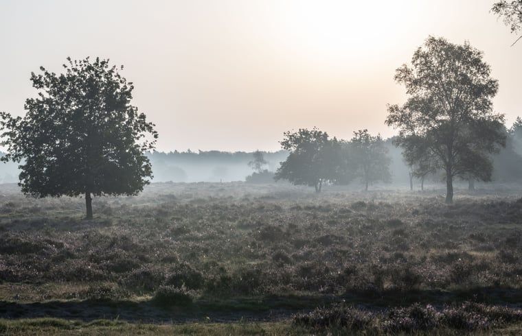 Unterkunft 322222 - Ferienhaus Veluwe - Vakantiehuisje in Voorthuizen