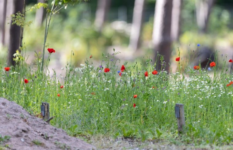 Unterkunft 322228 - Ferienhaus Veluwe - Vakantiehuis in Voorthuizen
