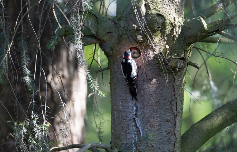 Unterkunft 322228 - Ferienhaus Veluwe - Vakantiehuis in Voorthuizen