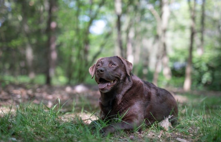 Unterkunft 322228 - Ferienhaus Veluwe - Vakantiehuis in Voorthuizen