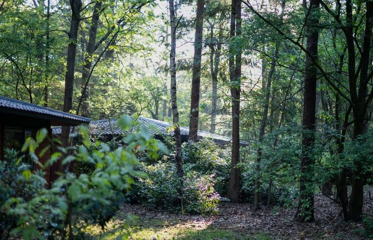 Natuerliche Umgebung rund um das Ferienhaus in Voorthuizen, mitten in den Waeldern der Veluwe.