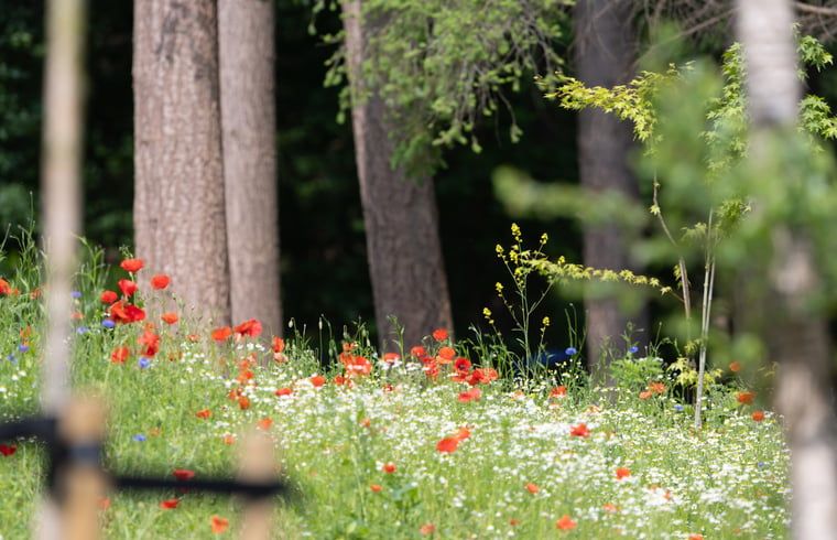 Blumenwiese in der Naehe des Ferienhauses in Voorthuizen, eine farbenfrohe Ergaenzung der Veluwe-Landschaft.
