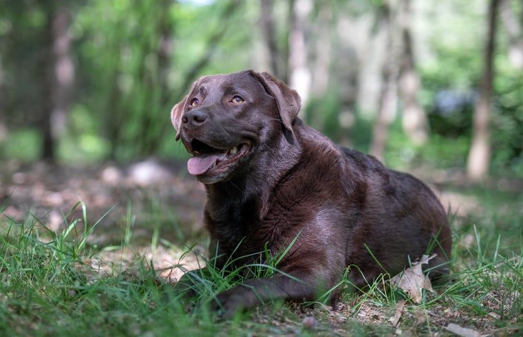Hund geniesst die Natur im Ferienhaus in Voorthuizen, ideal fuer haustierfreundliche Ferien in der Veluwe.