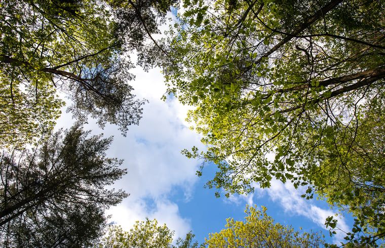 Blick auf den Himmel durch die Baeume im Ferienhaus in Voorthuizen, Veluwe, Gelderland.