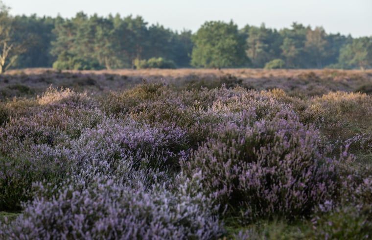 Lila Moore in der Naehe des Ferienhauses in Voorthuizen, ein schoener Anblick in der Veluwe.