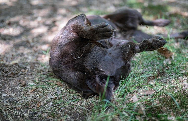 Der Hund waelzt sich spielerisch im Gras im Ferienhaus in Voorthuizen, perfekt fuer Haustiere auf der Veluwe.