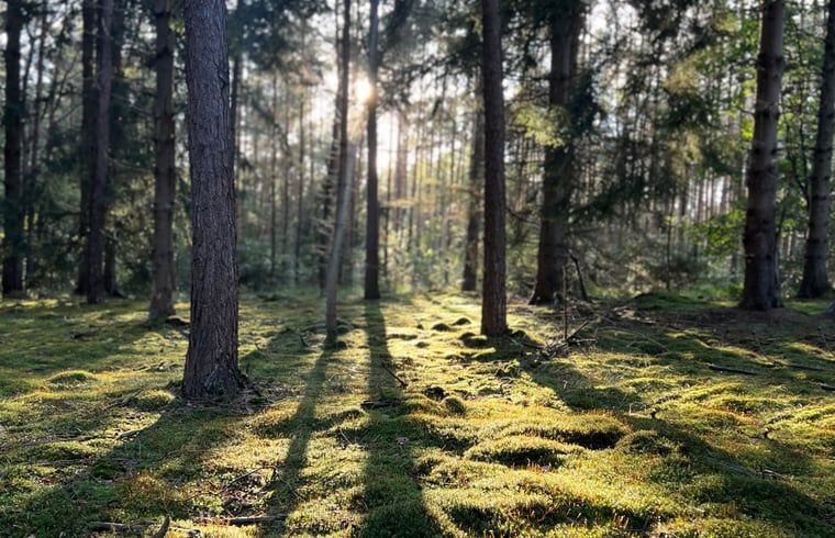 Die Sonne strahlt durch die Baeume im Wald beim Ferienhaus in Voorthuizen, Veluwe, Gelderland.