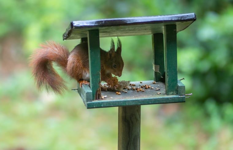 Unterkunft 322230 - Ferienhaus Veluwe - Vakantiehuisje in Voorthuizen