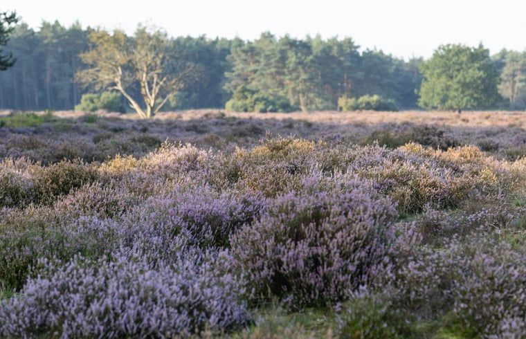 Unterkunft 322230 - Ferienhaus Veluwe - Vakantiehuisje in Voorthuizen