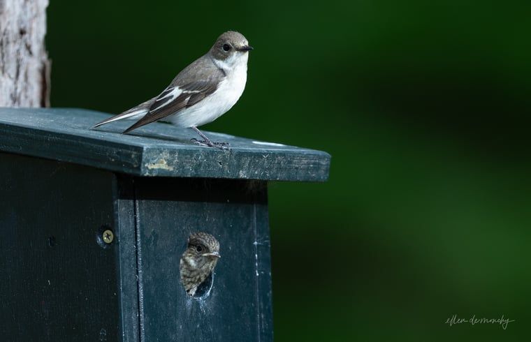 Unterkunft 322230 - Ferienhaus Veluwe - Vakantiehuisje in Voorthuizen