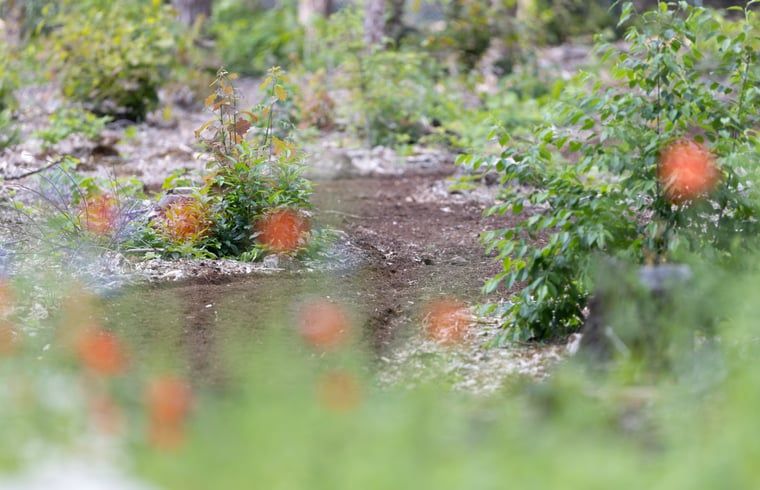 Unterkunft 322230 - Ferienhaus Veluwe - Vakantiehuisje in Voorthuizen