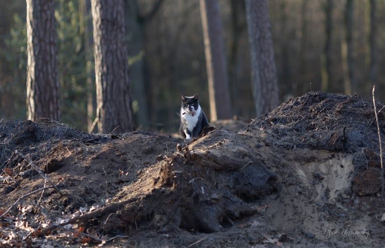 Verblijf 322236 - Vakantiewoning Veluwe - Vakantiehuisje in Voorthuizen