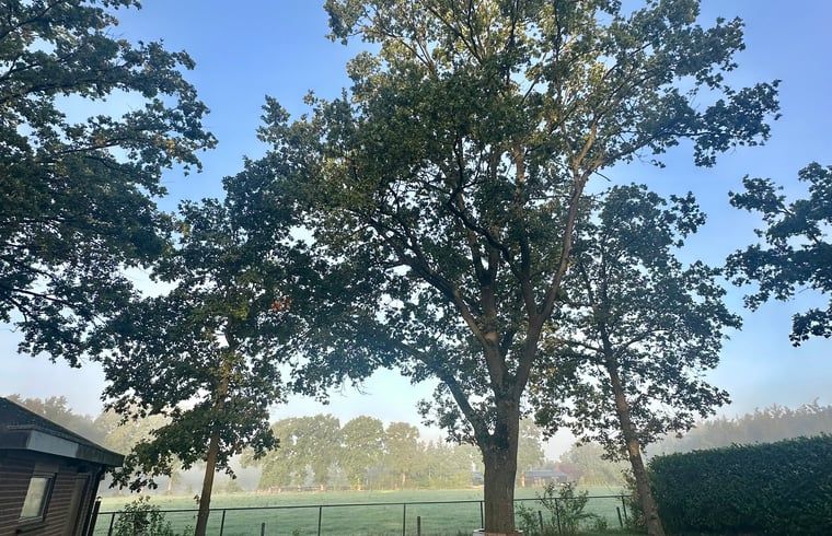 Ferienhaus in Voorthuizen, Veluwe, Gelderland, umgeben von gruener Natur und Baeumen, ein idealer Ort fuer Ruhe und Entspannung.