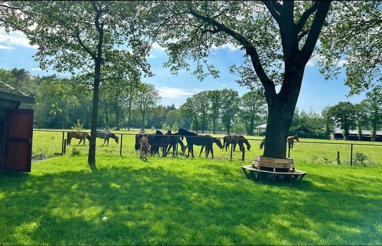 Unterkunft 322246 - Ferienhaus Veluwe - Vakantiehuisje in Voorthuizen (Gemeente Nijkerk)