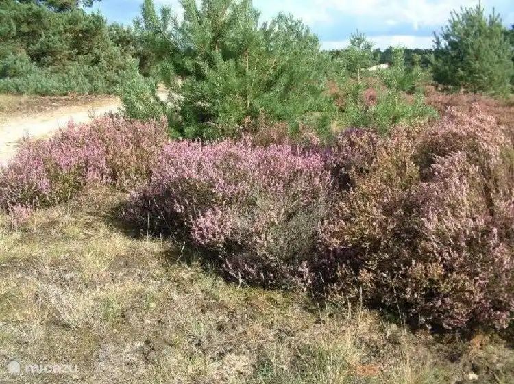 Verblijf 322488 - Vakantiewoning Veluwe - Onder de Bos