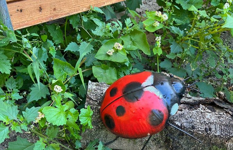 Guest house 3225103 - Holiday property Veluwe - Huisje in Otterlo