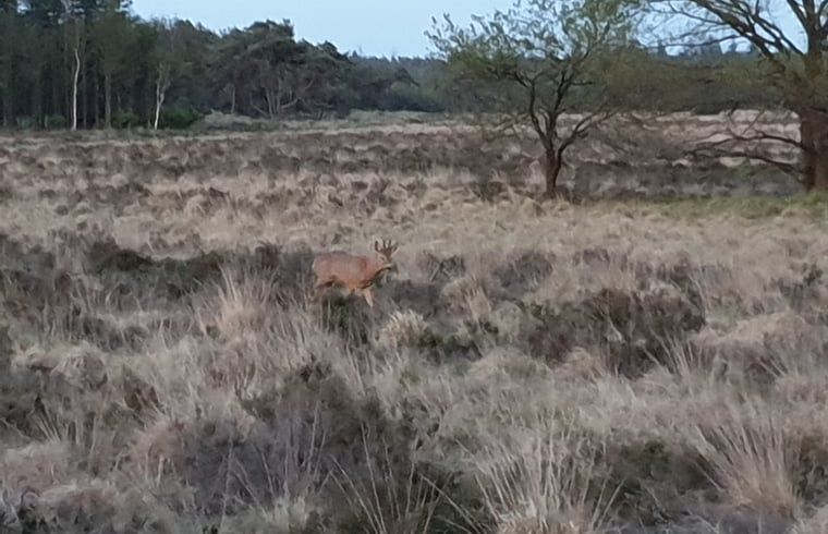 Wild hert in de nabijheid van Vakantiehuis in Otterlo, Veluwe, toont de rijke fauna van de omgeving.