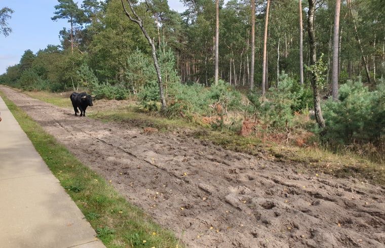 Paden in de Veluwe nabij Vakantiehuis in Otterlo, ideaal voor wandelingen en fietstochten.