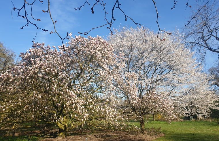 Bloeiende bomen in de omgeving van Vakantiehuis in Otterlo, Veluwe, brengen kleur en leven.