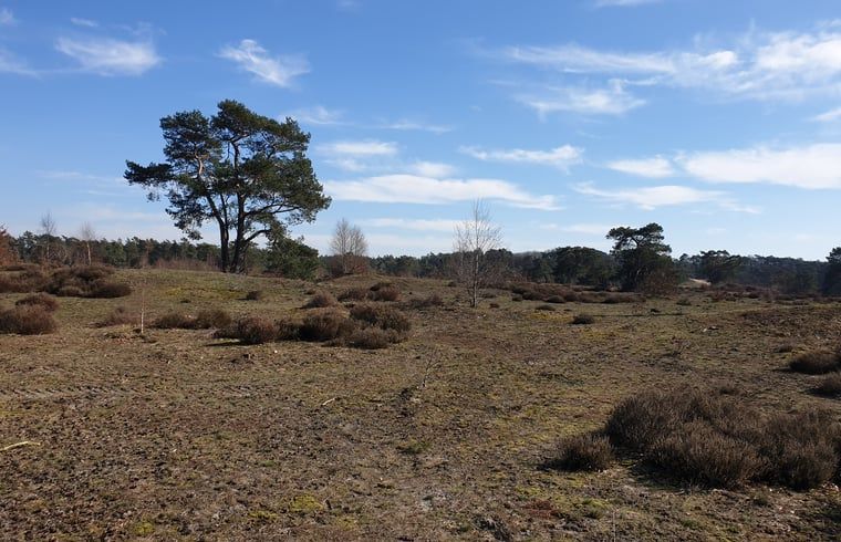 Uitgestrekte heidevelden van de Veluwe nabij Vakantiehuis in Otterlo, ideaal voor natuurliefhebbers.