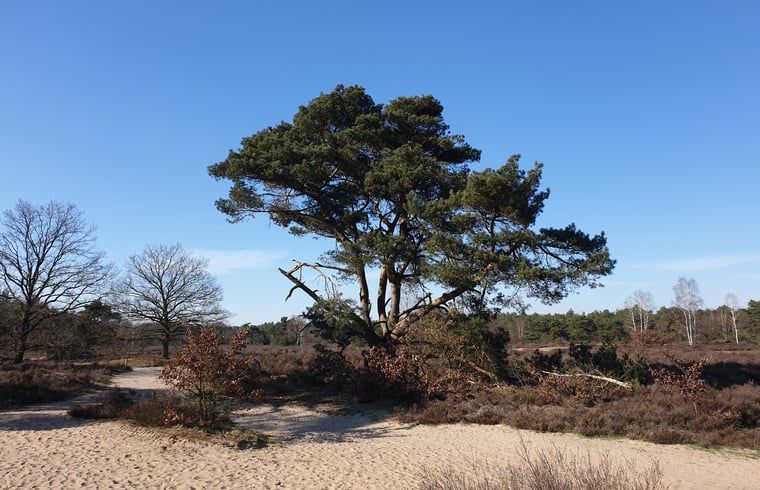 Iconische boom in de Veluwe, nabij Vakantiehuis in Otterlo, biedt een schilderachtig uitzicht.