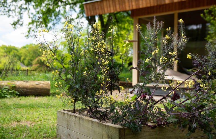 Verblijf 3225324 - Vakantiewoning Veluwe - Vakantiehuis in Otterlo