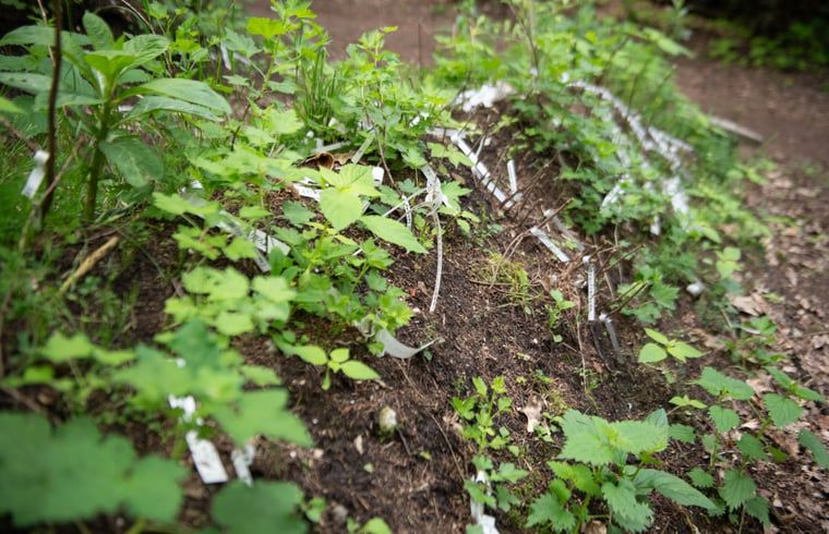 Verblijf 3225324 - Vakantiewoning Veluwe - Vakantiehuis in Otterlo