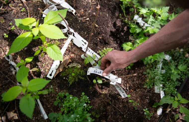 Verblijf 3225324 - Vakantiewoning Veluwe - Vakantiehuis in Otterlo