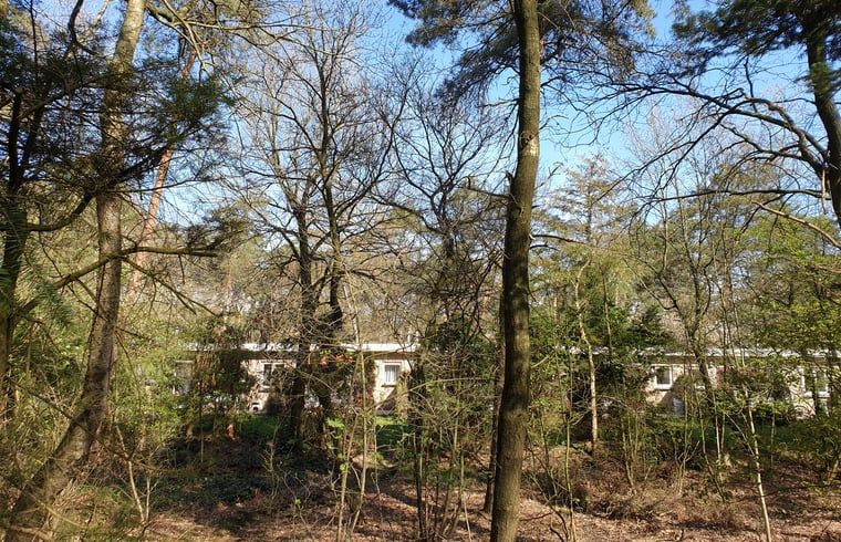 Bosrijke omgeving van Vakantiehuisje in Otterlo, Veluwe, Gelderland.