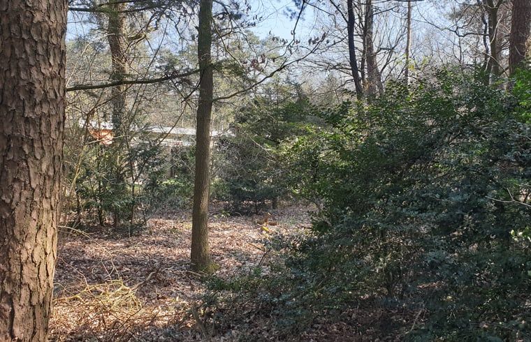 Natuurlijke omgeving rondom Vakantiehuisje in Otterlo, Veluwe, Gelderland.