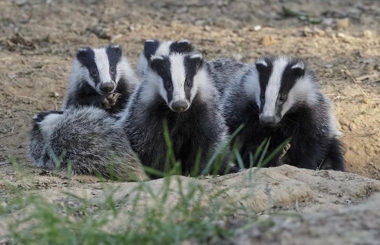 Verblijf 3227103 - Vakantiewoning Veluwe - Vakantiehuisje in Epe