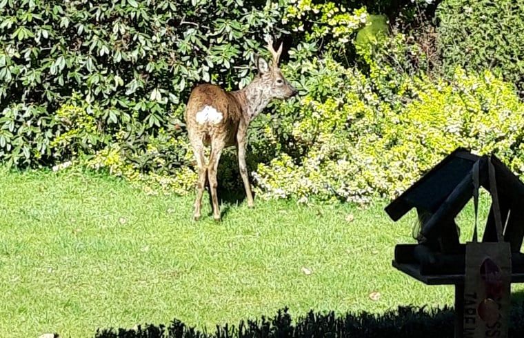 Natural surroundings at Holiday home in Epe, Veluwe, Gelderland. Discover wildlife from this idyllic vacation home.