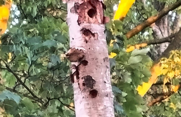 Natuurlijke omgeving van Vakantiehuis in Epe, Veluwe, Gelderland met een boom vol spechtenholtes.