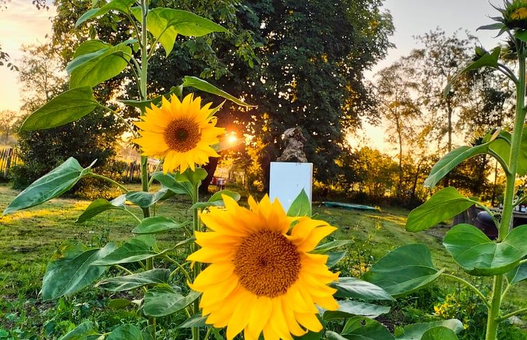 Stralende zonnebloemen in de tuin van Vakantiehuis in Epe, Veluwe, Gelderland bij zonsondergang.