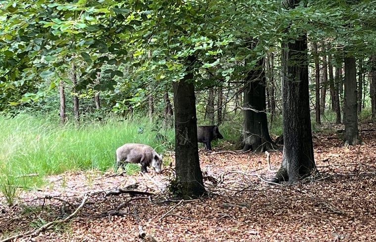 Verblijf 322732 - Vakantiewoning Veluwe - Huisje in Epe