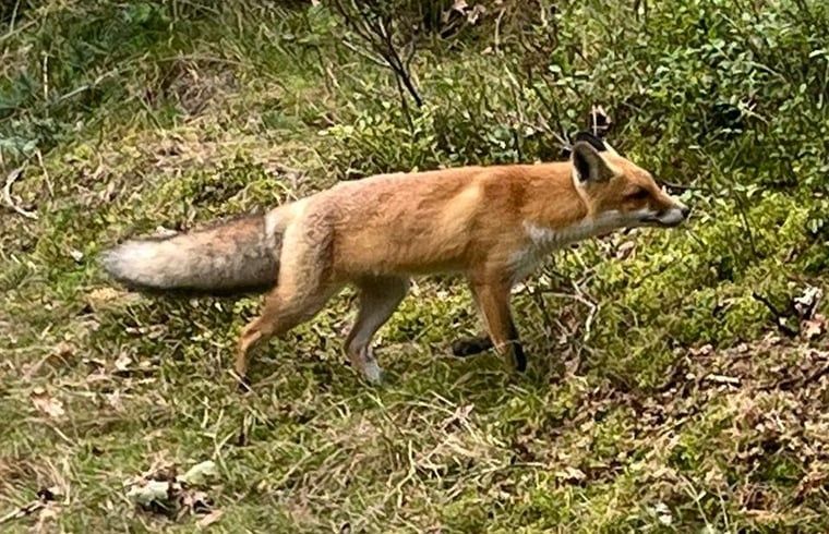 Verblijf 322732 - Vakantiewoning Veluwe - Huisje in Epe