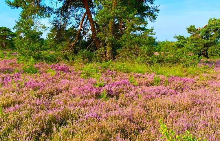 Verblijf 322732 - Vakantiewoning Veluwe - Huisje in Epe