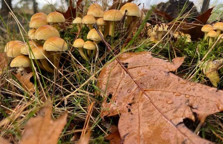 Unterkunft 322734 - Ferienhaus Veluwe - Vakantiehuis in Epe