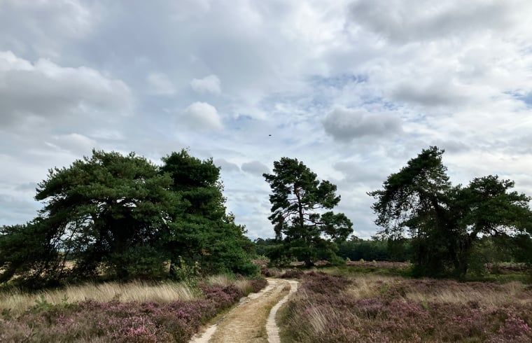 Unterkunft 322734 - Ferienhaus Veluwe - Vakantiehuis in Epe