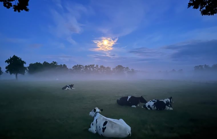 Unterkunft 322734 - Ferienhaus Veluwe - Vakantiehuis in Epe