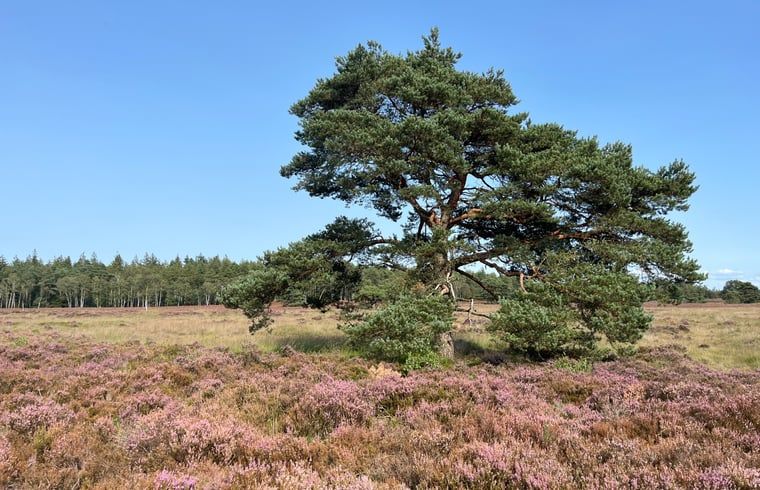 Unterkunft 322734 - Ferienhaus Veluwe - Vakantiehuis in Epe