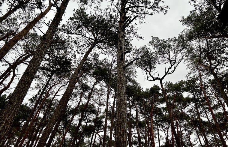 Unterkunft 323064 - Ferienhaus Veluwe - Vakantiehuis in Nunspeet