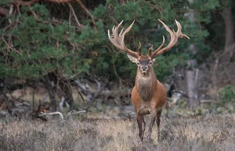 Majestic deer in the Veluwe, near Holiday home in Nunspeet, a must-see in Gelderland.